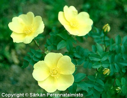 Rosa Harisonii-Ryhm 'Maija Hesperia'